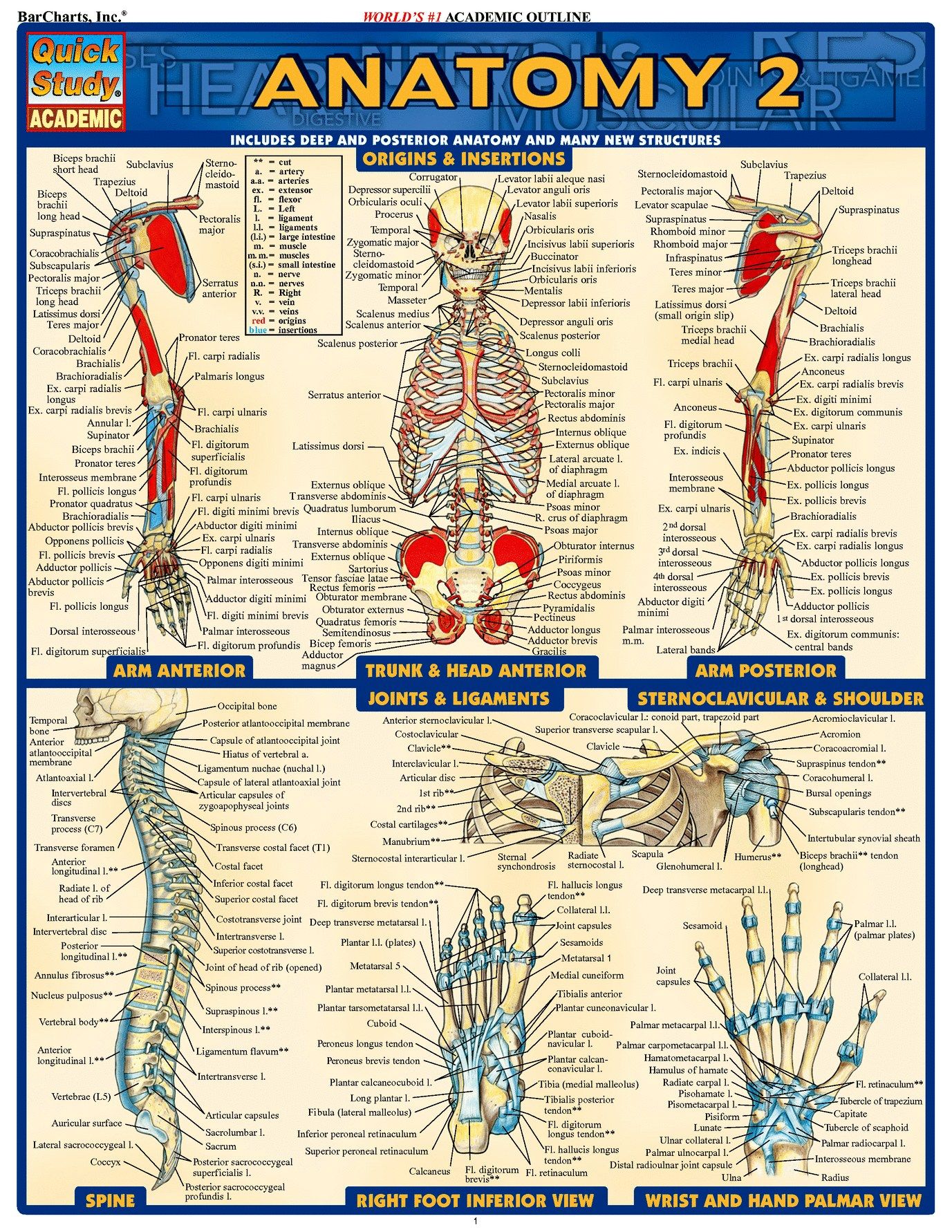 anatomy and physiology medical terms